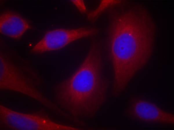 NFκB-p105 (Ab-927) Antibody