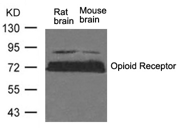 Opioid Receptor (Ab-375) Antibody