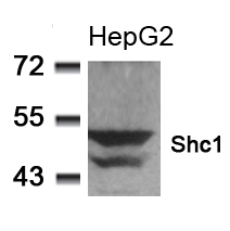 Shc1 (Ab-349) Antibody