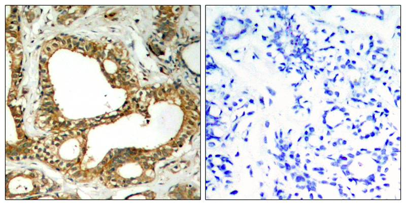 SHP-1 Antibody