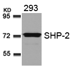 SHP-2 (Ab-580) Antibody