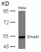 Smad1 (Ab-465) Antibody