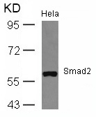 Smad2 (Ab-467) Antibody