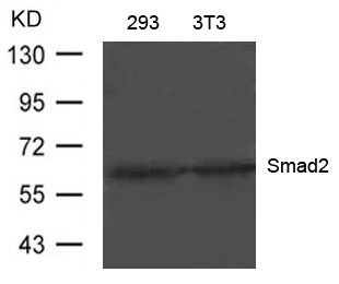 Smad2 (Ab-220) Antibody