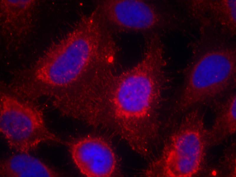 TrkA (Ab-791) Antibody