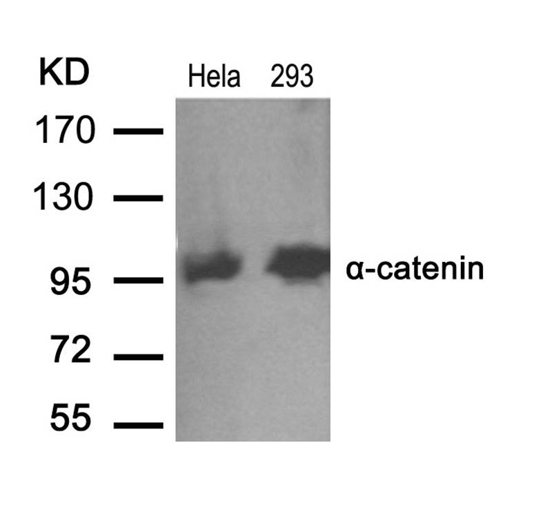 α-catenin (Ab-641) Antibody