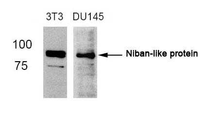 Niban-like protein (Ab-712) Antibody