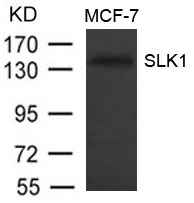 SLK1 Antibody