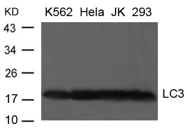 LC3 antibody