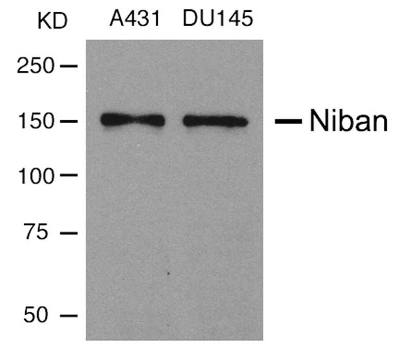 Niban Antibody