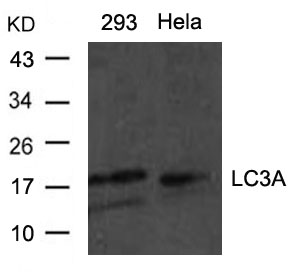 LC3A Antibody