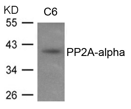 PP2A-alpha Antibody
