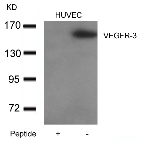 VEGFR-3 Antibody