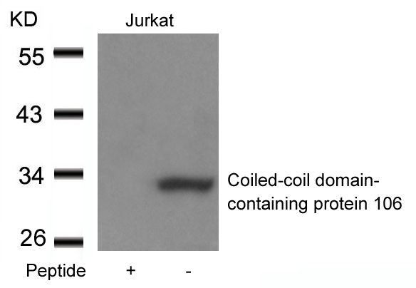 Coiled-coil domain-containing protein 106 Antibody