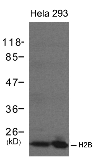 H2B Antibody