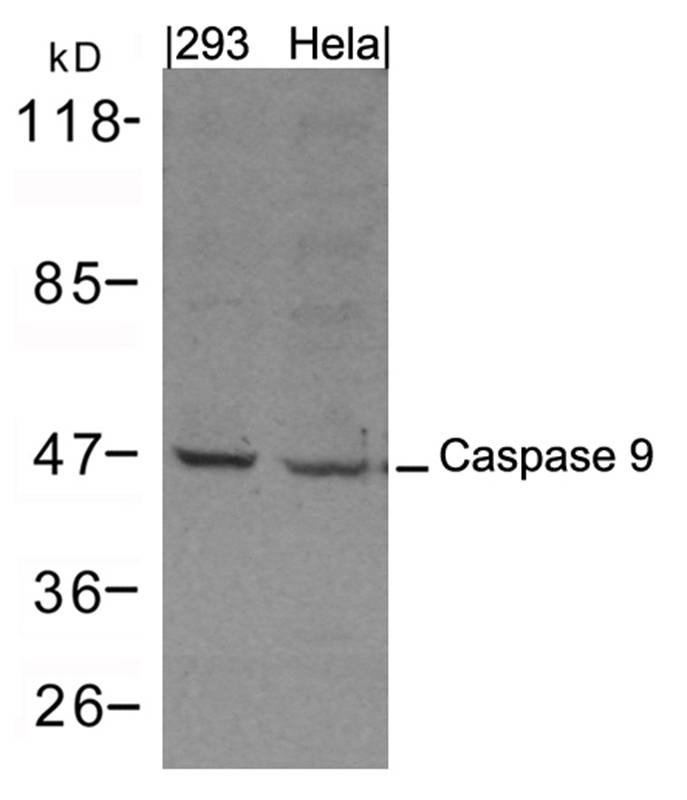 Caspase 9 Antibody