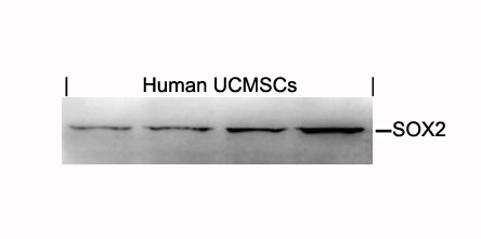 SOX2 Antibody