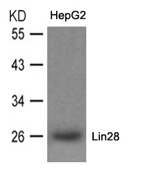 Lin28 Antibody