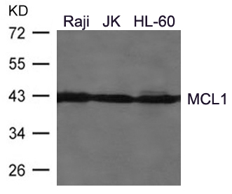 MCL1 Antibody