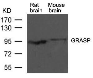 GRASP Antibody