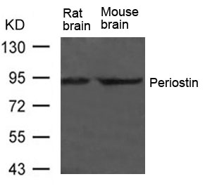 Periostin Antibody