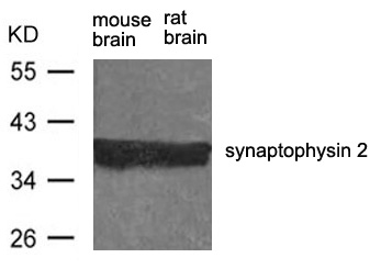 synaptophysin 2 Antibody