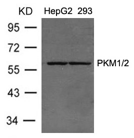 PKM1/2 Antibody