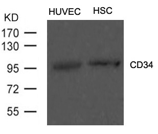CD34 Antibody