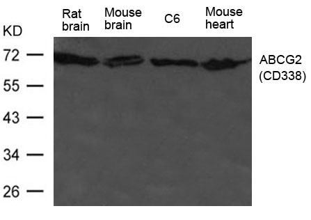 ABCG2(CD338) Antibody