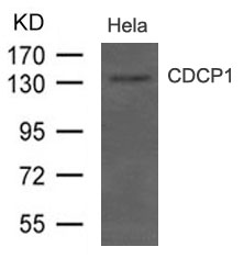 CDCP1(CD318) Antibody