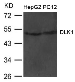 DLK1 Antibody