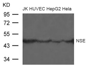 NSE Antibody