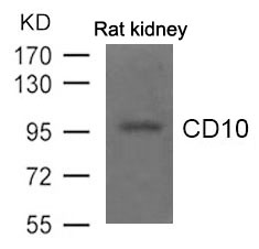 CD10 Antibody