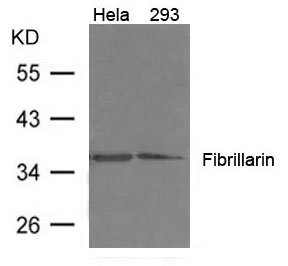 Fibrillarin Antibody
