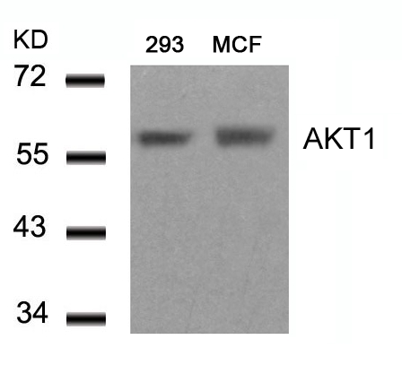 AKT1 (Ab-450) Antibody