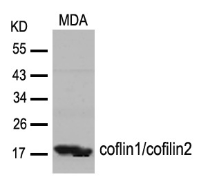 coflin1/cofilin2 (Ab-88) Antibody