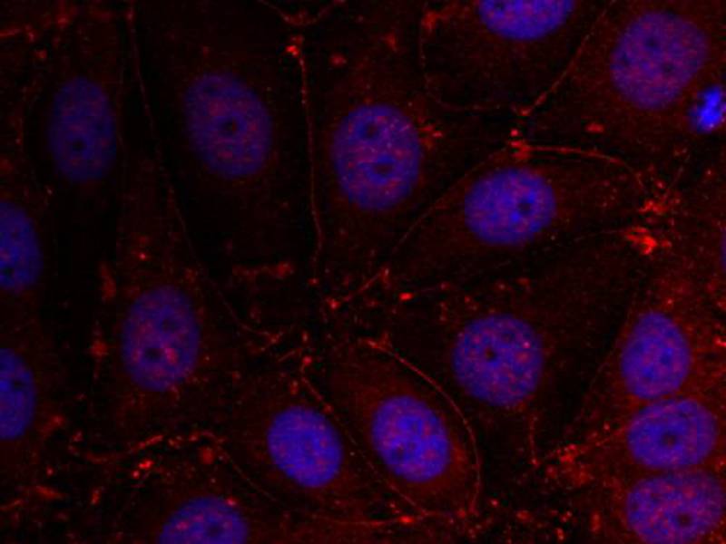 Her3/ErbB3 (Ab289) Antibody
