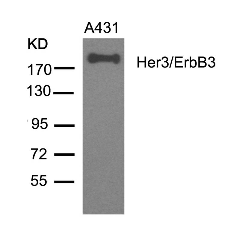 Her3/ErbB3 (Ab328) Antibody