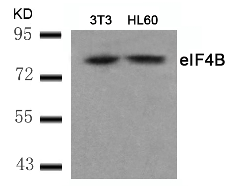 eIF4B (Ab-422) Antibody