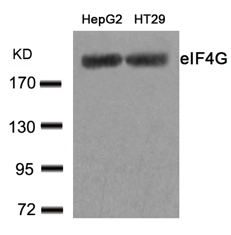 eIF4G (Ab231) Antibody