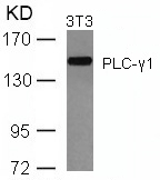 PLC-γ1 (Ab-771) Antibody