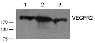VEGFR2 (Ab059) Antibody