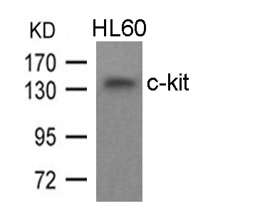 c-kit (Ab-936) Antibody