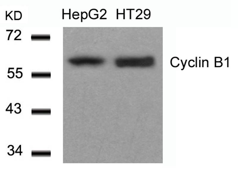 Cyclin B1 (Ab47) Antibody