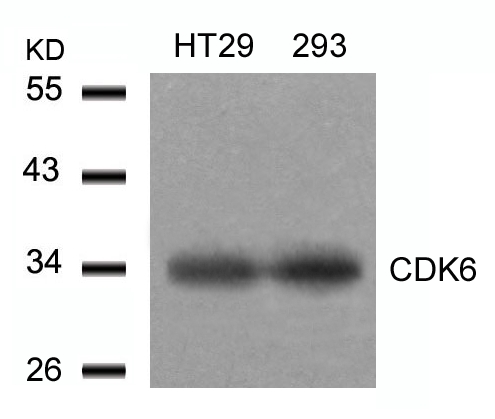 CDK6 (Ab-24) Antibody