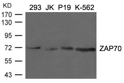 ZAP70(Ab-292) Antibody