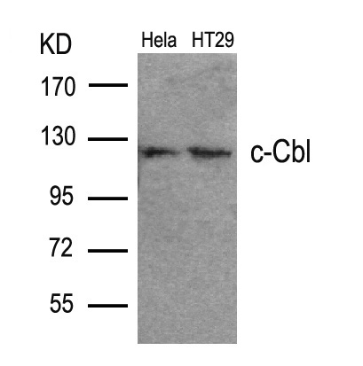 c-Cbl (Ab-700) Antibody