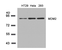 MDM2 (Ab66) Antibody