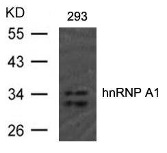 hnRNP A1 (Ab92) Antibody
