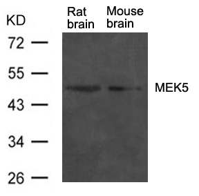MEK5 Antibody